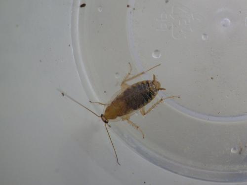 Ectobius sp.